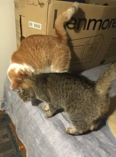 Buttercup Bonded With Shelly photo 3