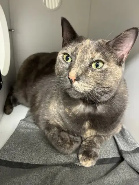 Willow