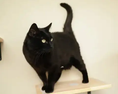 Olivia photo 4
