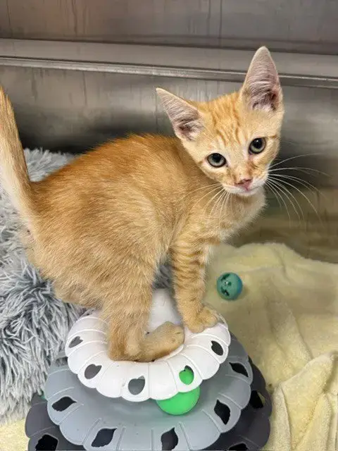 Levi
