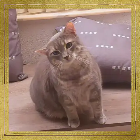 Meowlica