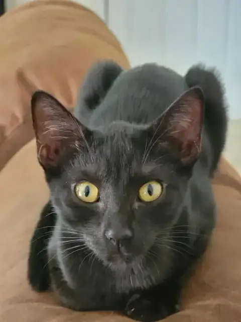 Bagheera photo 5