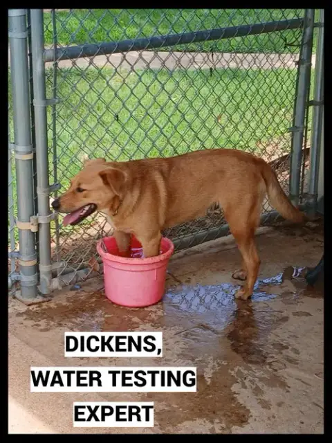 Dickens