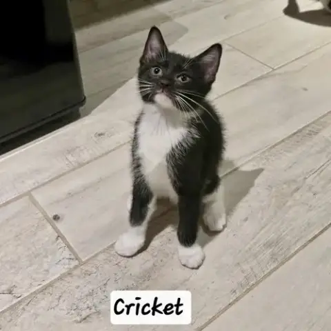 Cricket photo 3