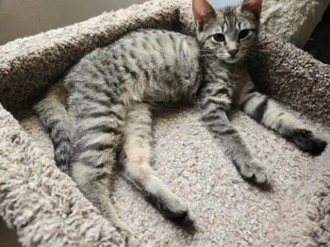 Chevy =^.^=