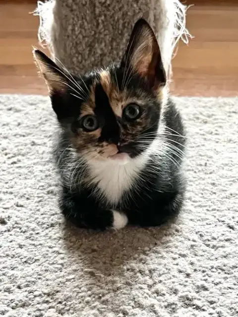 Meowserati