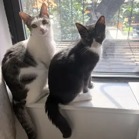 Narc & Decoy photo 5