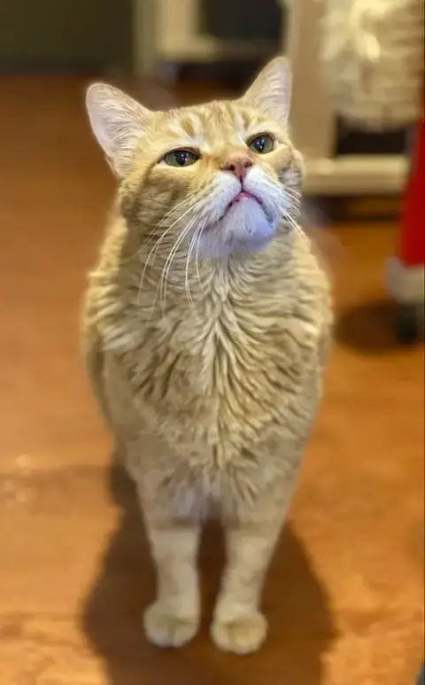 Mr. Orange photo 4