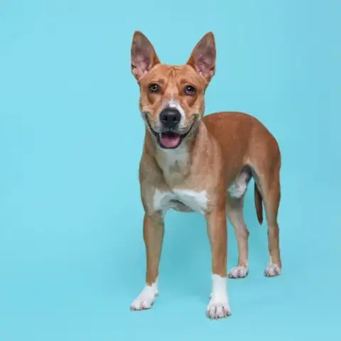 Frankie