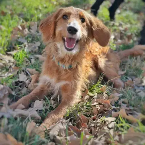 Cinnamon photo 2