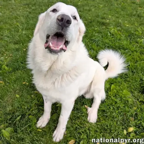 Fluffy In Oh