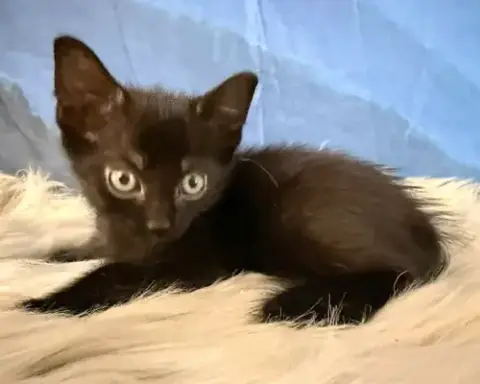 Kuro photo 2