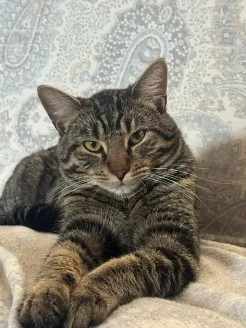 Yoshi