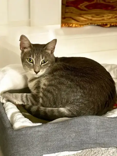Kitkat