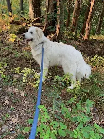 Sadie In Nh(Sponsored!) photo 4