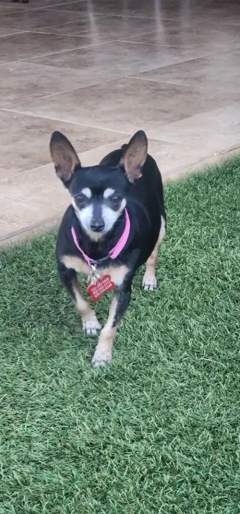 Mia & Pickles photo 3