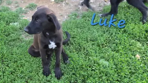 Luke
