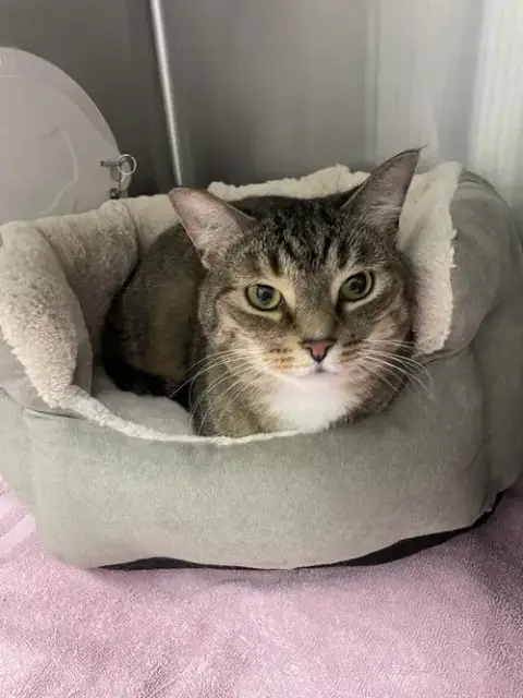 Kj