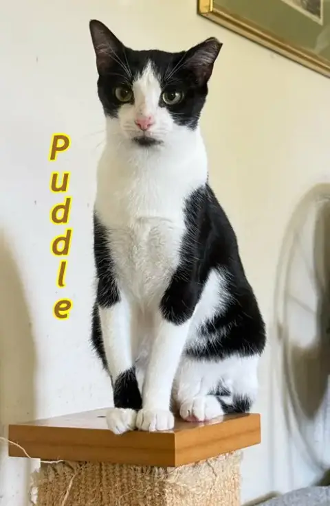 Puddle And Puff photo 4
