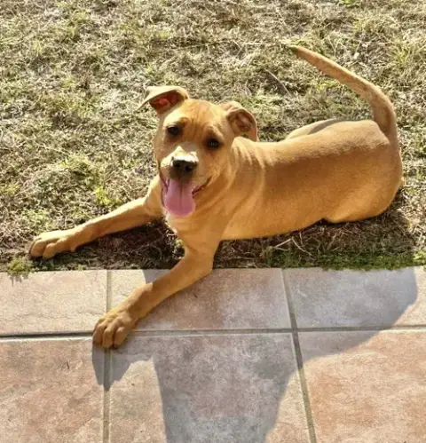 Mav