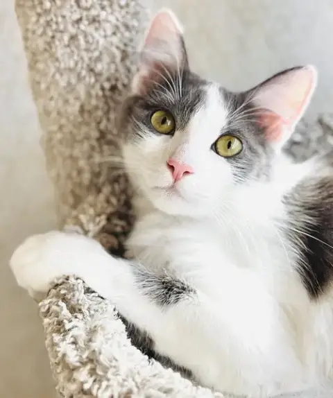 Delilah