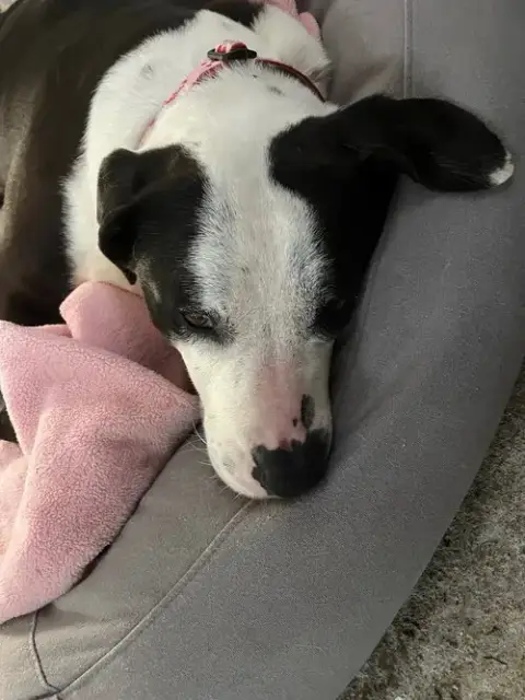 Molly photo 4