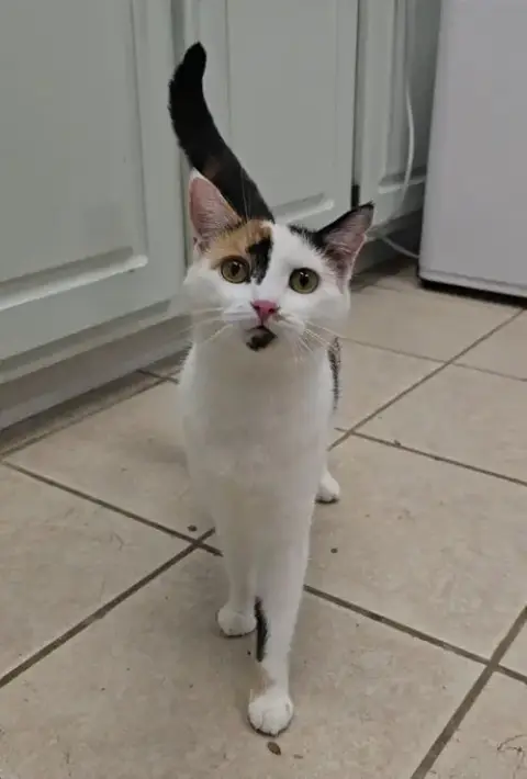 Pepper