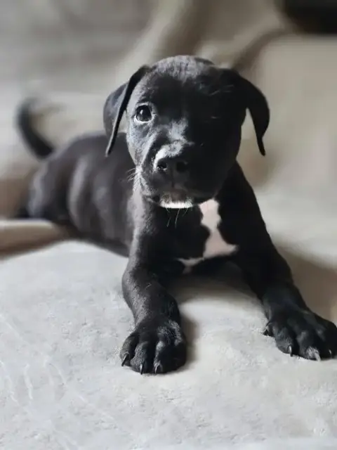 Cyrus- Stormie Litter