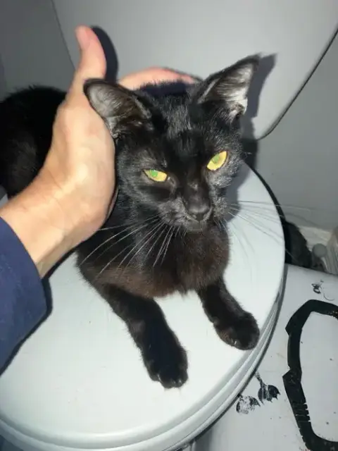 Nala photo 2