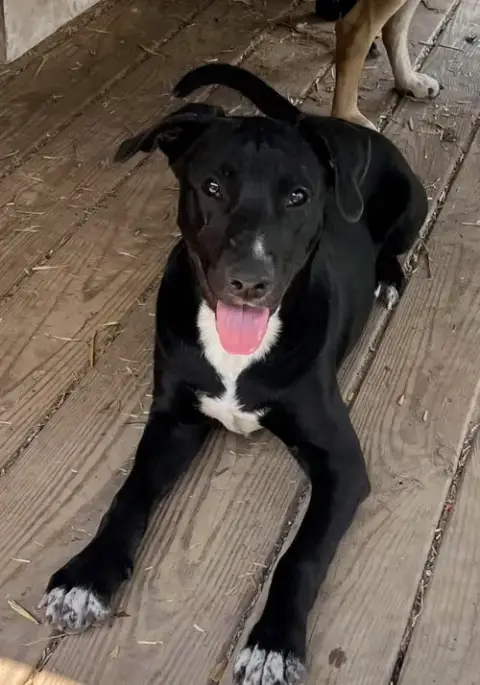 Banjo photo 2