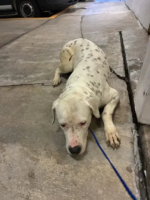 Domino