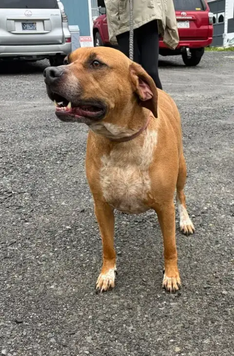 Banjo