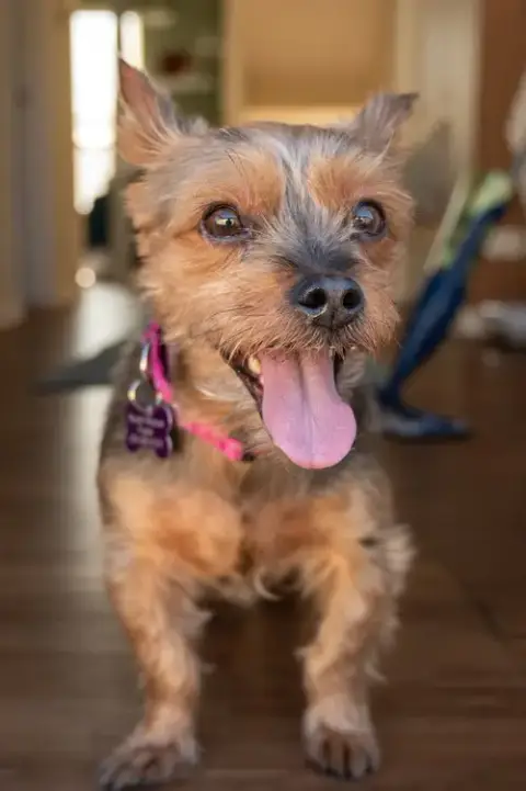Rosie photo 4