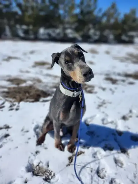 Roscoe photo 3