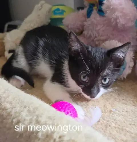 Sir Meowington photo 2