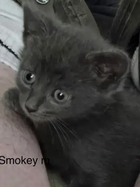 Smokey