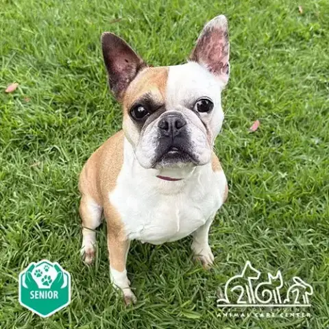 Daisy