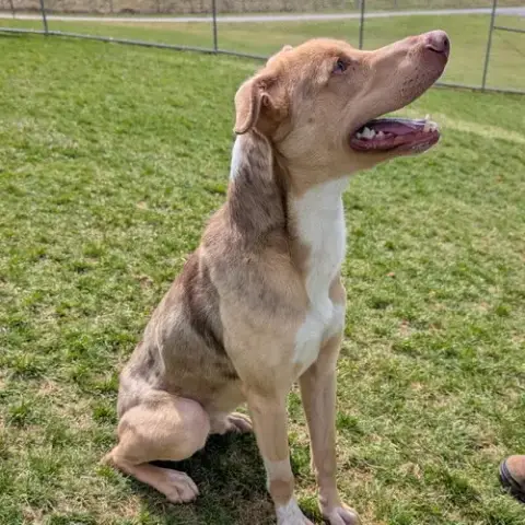 Pound Dog-Jerry #188265 Courtesy Listing photo 4