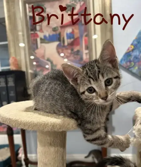 Brittany