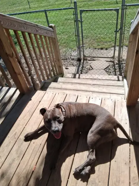 Athena The Pittie photo 3