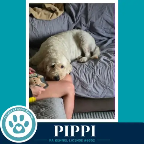 Pippi 050926 photo 2