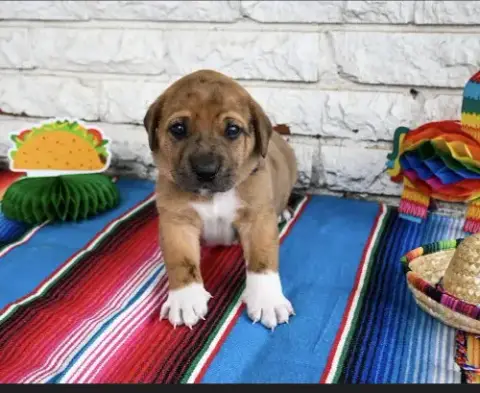 Taco photo 2