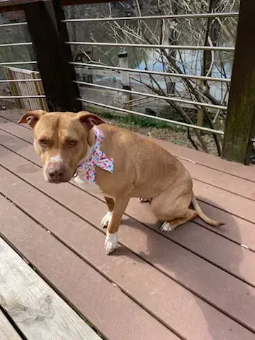 Hazel photo 3
