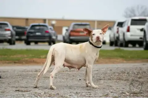 Leesa: Not At Shelter photo 2