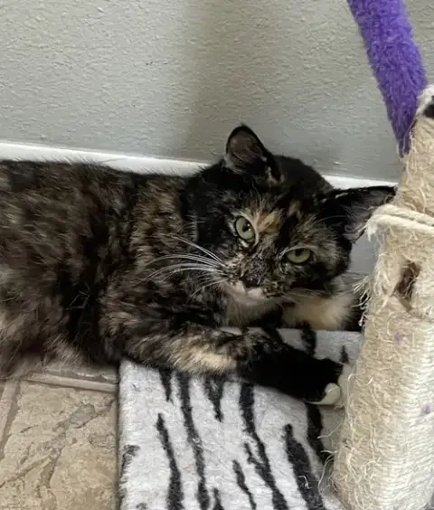 Ms. Kitty photo 2