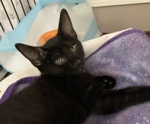 Umbreon