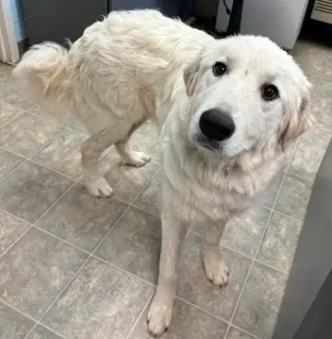 Blue: Not At Shelter