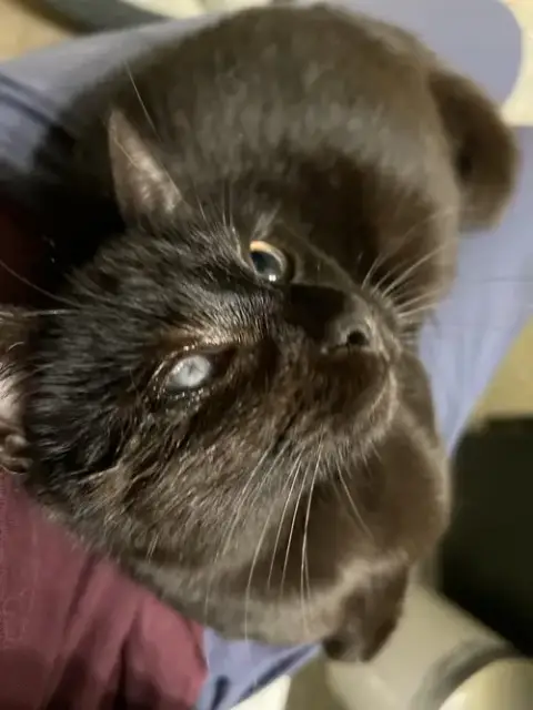 Mad Eye Meowdy photo 4