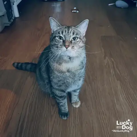 A Street Cat Named Desire