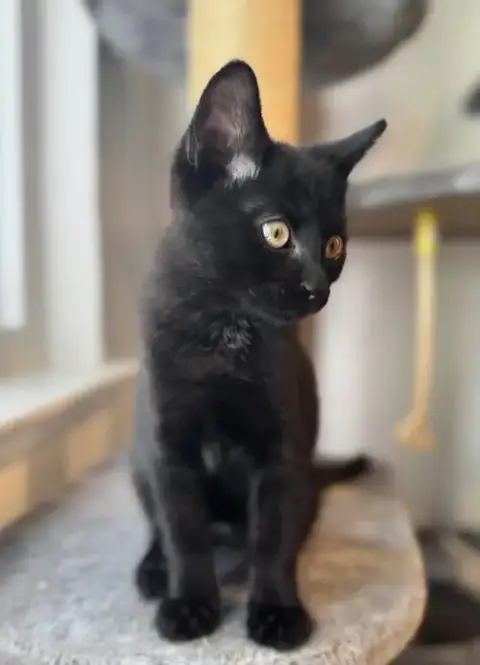 Steve